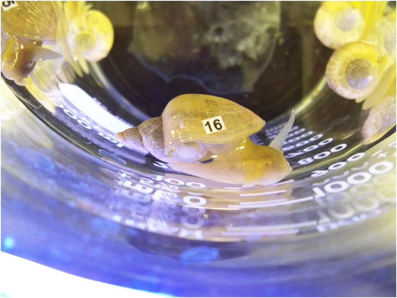 Illustration for article titled Forgetful snails could tell us about how our memories work